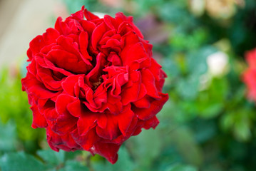 Plentiful petals in red rose, outdoor garden in Guatemala, rainy winter harvest