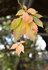 autumn leaves on tree