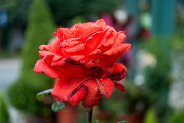 Plentiful petals in red rose, outdoor garden in Guatemala, rainy winter harvest
