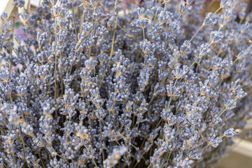 Lavender flowers close-up. Bunch of lavender.
