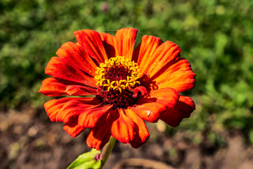 orange flower of gerbera in the garden