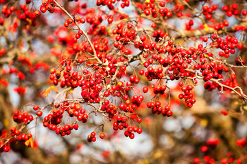 Red fruit of Crataegus monogyna, known as hawthorn or single-seeded hawthorn ( may, mayblossom, maythorn, quickthorn, whitethorn, motherdie, haw )