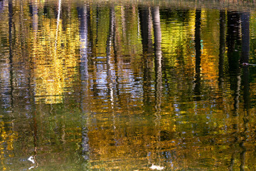 reflection of trees in water