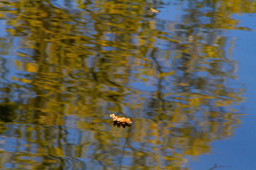 dry leaf floating on water