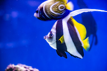 Angel fish swimming on the coral reefs in the Red Sea