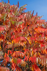 Essigbaum in Herbstfärbung