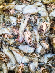 pile of fresh catch Squid, close view 