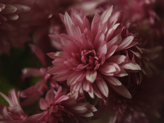.Macro photography of chrysanthemum flowers. ?concepts the beauty in nature. Top view