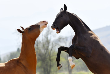 Two young akhal teke breed stallions are fighting, rearing and biting each other. Animal portrait.