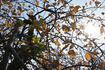 apple garden in autumn