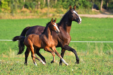 Dark bay mare with blaze and plated mane running with her foal in the green field.