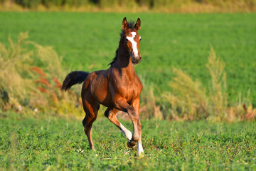 Bay foal with large white blaze running in gallop around field.