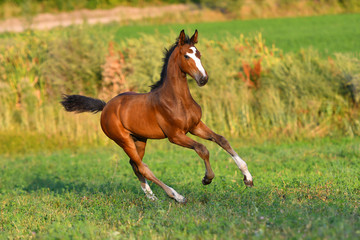 Bay foal with large white blaze running in gallop around field.