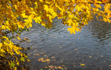Bright yellow leaves on a maple by the river on a sunny autumn day. Autumn background