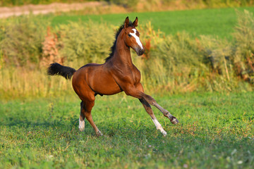 Bay foal with large white blaze running in gallop around field.