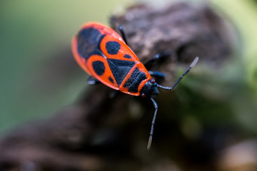Pyrrhocoris sits on a tree branch