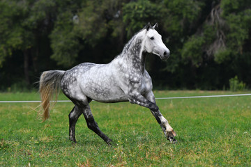 Fototapeta na wymiar Dappled gray horse with plated braid running in the field. 