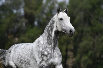 Dappled gray horse with plated braid running in the field. Animal portrait.