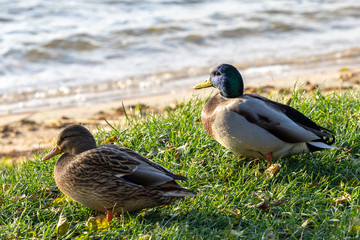 Para kaczek krzyżówek nad jeziorem 