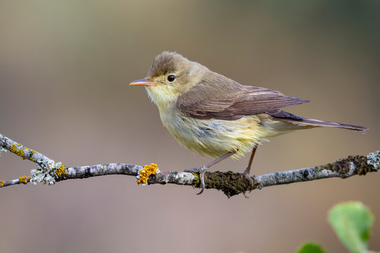 Melodious Warbler (Hippolais polyglotta), perched on a branch on a blurred background