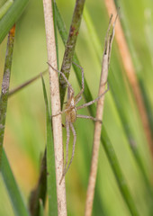 Slender Crab Spider - Tibellus species