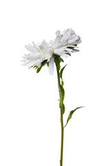 white chinese aster isolated on white background