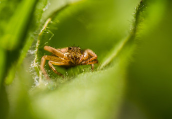 Xysticus sp. spider