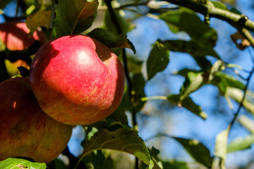 Branch with red apple in autumn, closeup