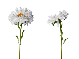 Two white chinese aster isolated on white background