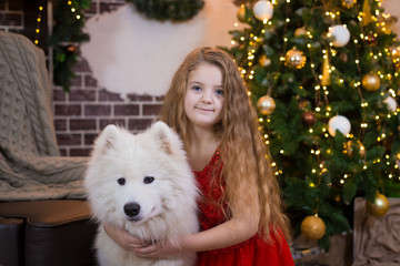  Girl and samoyed husky dog. Christmas