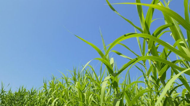 Green bulrush against a bright blue sky