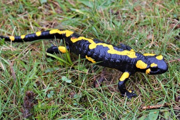 Salamander crawls across the ground among green grass.