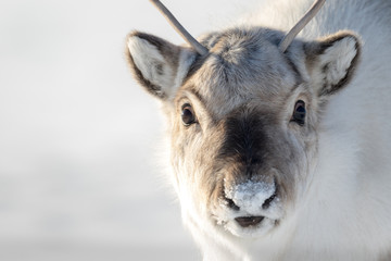 Wild Svalbard Reindeer, Rangifer tarandus platyrhynchus, portrait of a curios animal with small antlers in Svalbard, Norway.