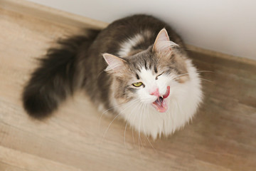 tricolor fluffy Siberian cat isolated on a gray background