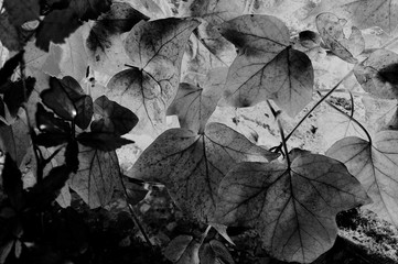 landscapes and close-ups in black and white