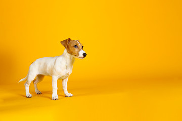 Cute two months old Jack Russel terrier puppy with folded ears. Small adorable doggy with funny fur...