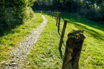 path with leaves and gravel in green, blurred background, fence in foreground