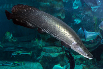 Arapaima (Sudis gigas), also known as the pirarucu. Wildlife animal.