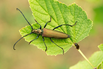 Aromia moschata longhorn beetle posing on green leaves, big musk beetle with long antennae and beautiful greenish metallic body, beautiful sommer natural scene
