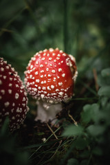 Closeup of a red toxic agaric mushroom in a deep and dark forest between moss and leaves like in a fairy tale.