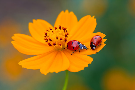 Ladybird On An Orange Flower 