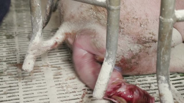 The process of the birth of the little pigs. The vet helps the pig give birth.