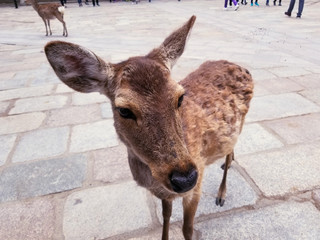 Cute Deer Close Up In Nara, Japan