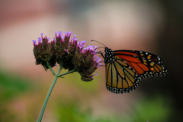 Monarch butterfly hangs from a purple wildflower