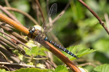 A male Migrant Hawker, Aeshna mixta, resting on a plant stem. 