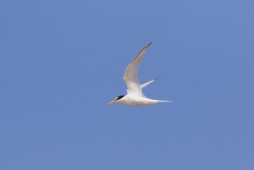 Fototapeta na wymiar A Little Tern, Sternula albifrons, flying against a blue sky.
