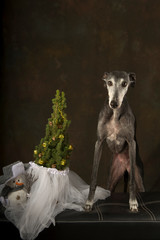 A greyhound breed dog with the Christmas tree