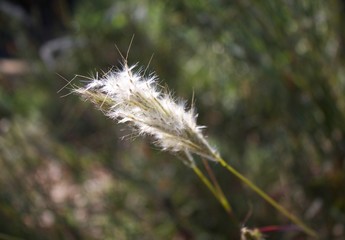 grass in the wind with puffy fluffy seeds