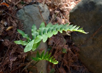 close up of fern in forest