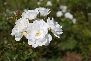 cluster of white roses blooming